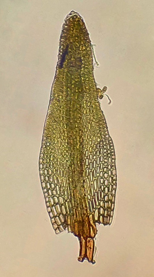 Seligeria diversifolia